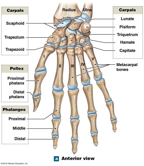Anterior View Of The Bones Of The Right Wrist And Hand Human Body Anatomy Human Anatomy And