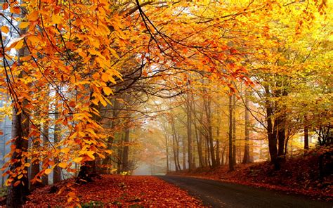 Maple Tree Road Hd Wallpaper Wallpaper Flare