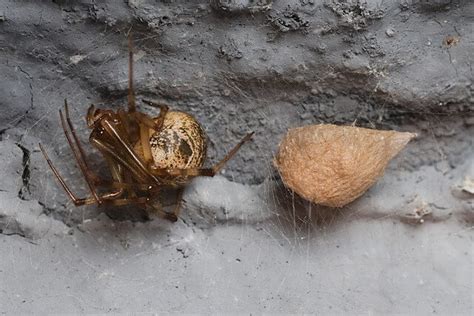 Spider Egg Sac 10 Facts You Should Know And Identification Chart 2022