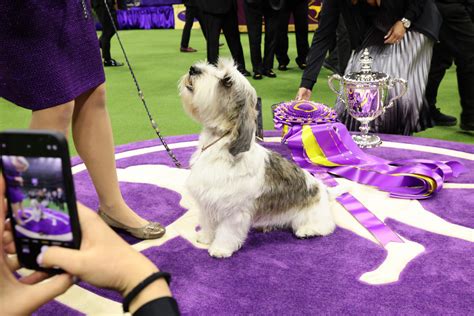 Westminster Dog Show 2023 Winners A Complete List Including Best In
