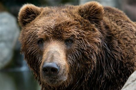 Front View Of Brown Bear Portrait Of Kamchatka Bear Stock Photo