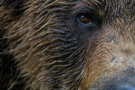 Grizzly Bear Close Up By Neil Ever Osborne Store