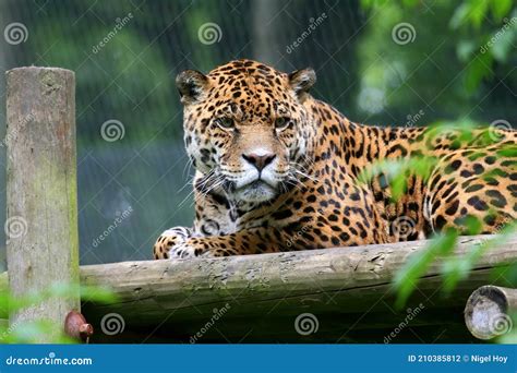 Jaguar Resting On Wooden Platform Stock Photo Image Of Jaguar Feline