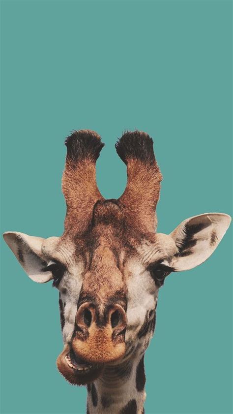 aesthetic macbook wallpaper giraffes endangered
