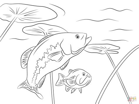 Bass colouring pages (page 3) Free Printable Largemouth Basses Coloring Pages | Fish ...