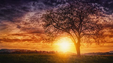Sunset Nature Trees Hd Nature 4k Wallpapers Images Backgrounds