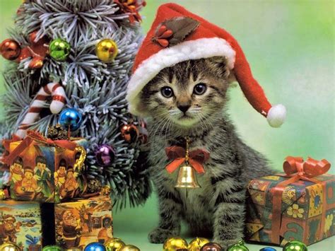 28 Best Christmas Cats Wallpapers Images On Pinterest Cat Wallpaper