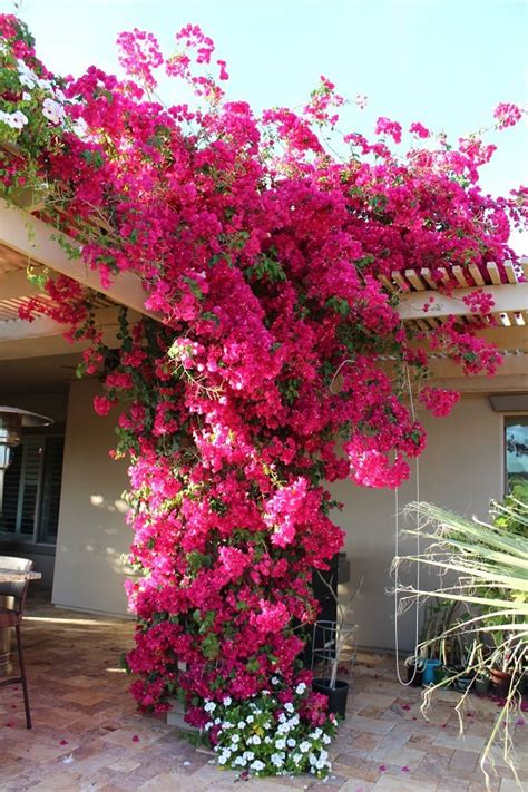 Bougainvilleas do great in most types of pots and containers. 10 Bougainvillea Uses for Gardeners | Landscaping with ...