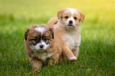 Pour vous aider à retrouver le prénom que vous recherchez, vous pouvez retrouver la liste de tous les prénoms par ordre alphabétique, choisir dans. 200 idées de noms de chien en S pour 2021