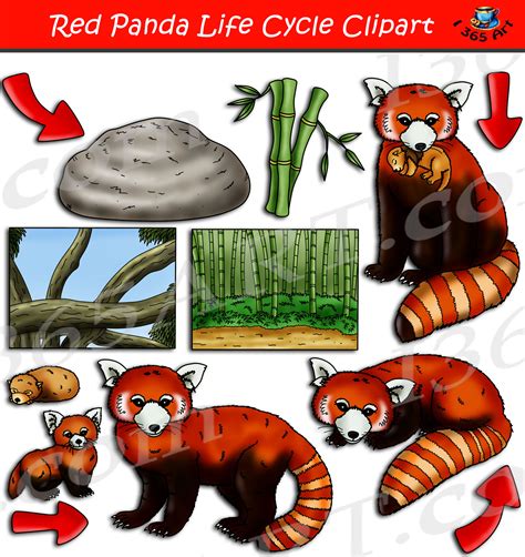 Red Panda Life Cycle Clipart Set Download Clipart 4 School