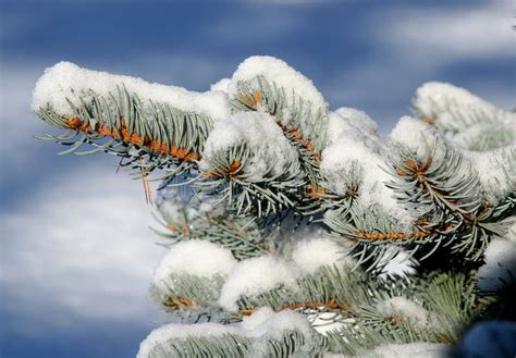 Snow Covered Spruce Stock Image Image Of Individual Tree 3911135