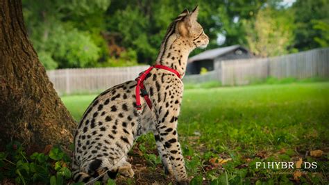 The list includes established breeds recognized by various cat registries, new and experimental breeds. Savannah Cat Colors
