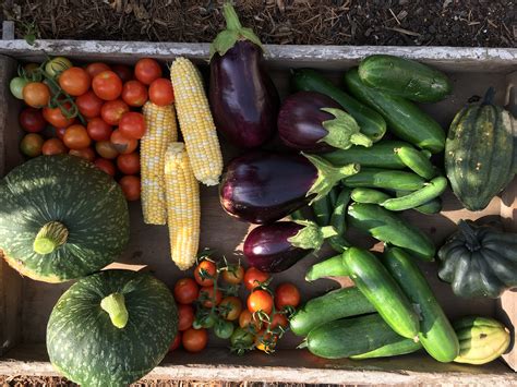 Our Top 10 Vegetables To Plant In Spring The Manning Community News