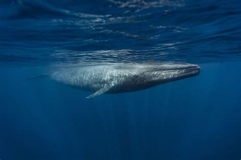 The Biggest Animals In The Ocean Worldatlas
