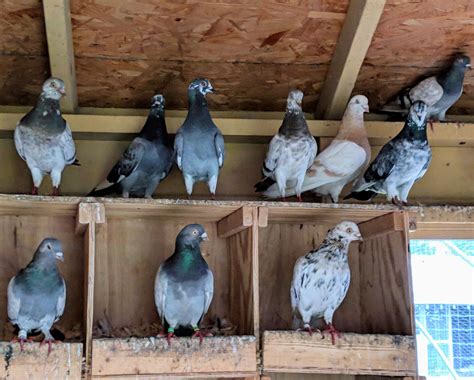 A Visit With My Fancy Pigeons The Martha Stewart Blog