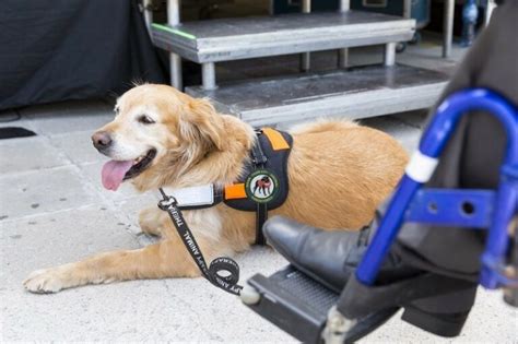 How Much Does A Service Dog Cost A Buyers Guide For Your Service Dog