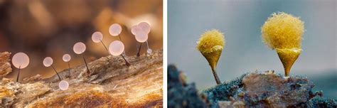 Self Taught Nature Photographer Alison Pollack Tracks The Fascinating