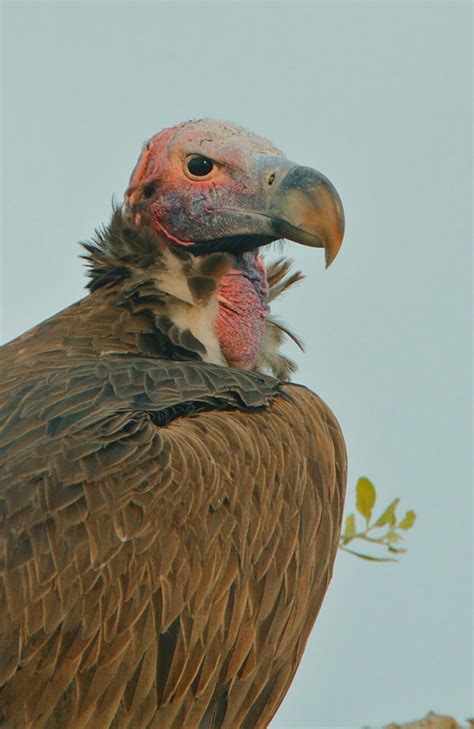 Lappet Faced Vulture