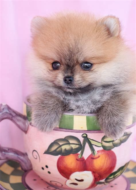 Teacup Pomeranian Puppy And Pomeranian Puppies At Teacups Puppies Of