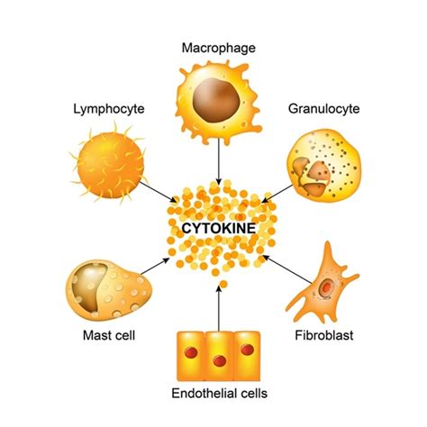 What Are Cytokines