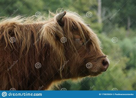 Scottish Highland Cow Portrait Stock Photo Image Of Animal Nature