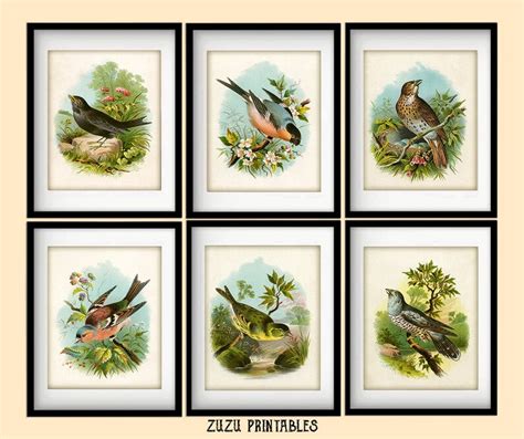 Set Of 6 Vintage Bird Illustration Printables Instant Download 8x10