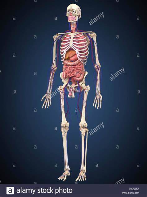 The body's muscular system consists of about 650 muscles that aid in movement, blood flow and other bodily functions. Human skeleton with organs and circulatory system Stock ...