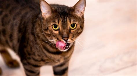 The Bengal Cat A Unique Breed Of Domestic Cat Catsinfo