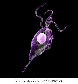 Trichomonas Vaginalis Protozoan 3d Illustration Parasite Stock