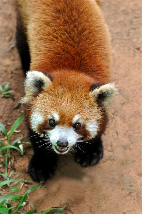 Chinese Red Panda Stock Photo Image Of Face Lesser 14945068
