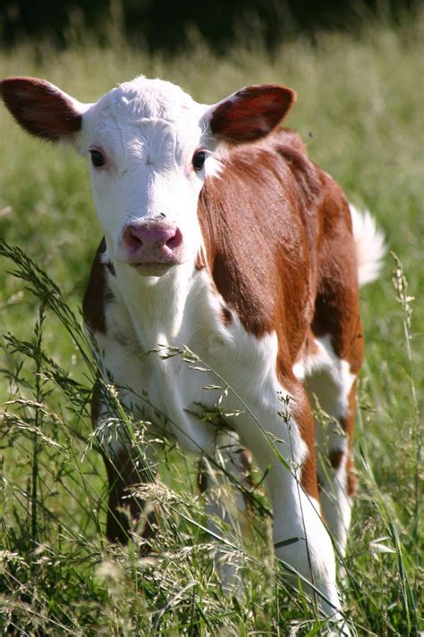 524 Best I Love Cows Images On Pinterest Cow Farms And