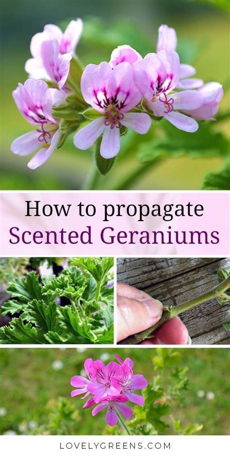 How To Propagate Scented Geraniums From Cuttings Scented Geranium
