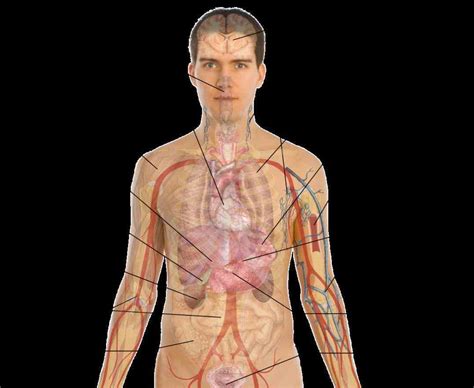 Male Internal Organs Human Male Anatomy Body Muscles Skeleton And