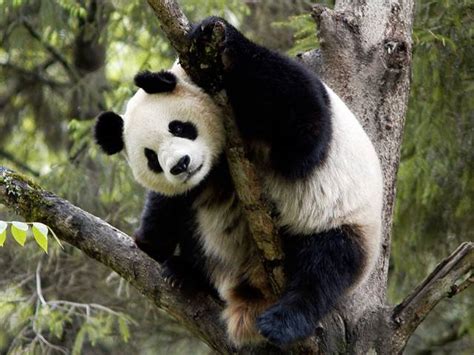 Giant Pandas Are No Longer On The Endangered List The Express Tribune