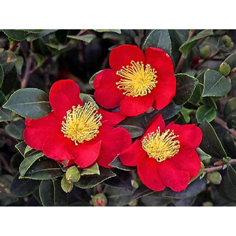 Yuletide Red Camellia Sasanqua Live Plant Qt