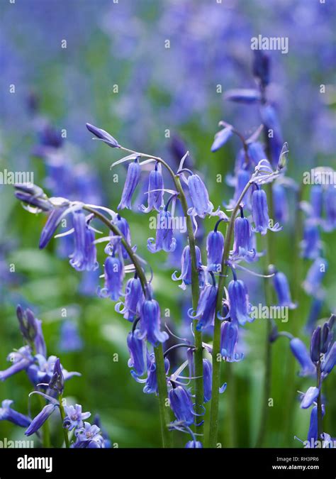 English Bluebells High Resolution Stock Photography And Images Alamy