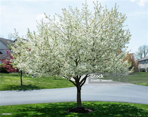 White Crabapple Tree In Full Bloom Stock Photo Download Image Now