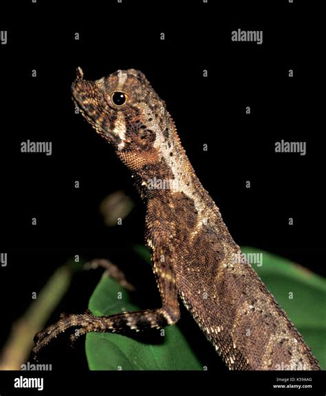 Flying Lizard Draco Sp Sabah Borneo Stock Photo Alamy