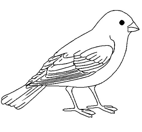 Tattoo Ink Bird Pajaros Para Colorear Dibujos De Aves Páginas