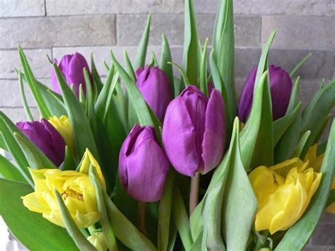 Free Picture Purple Yellow Tulips