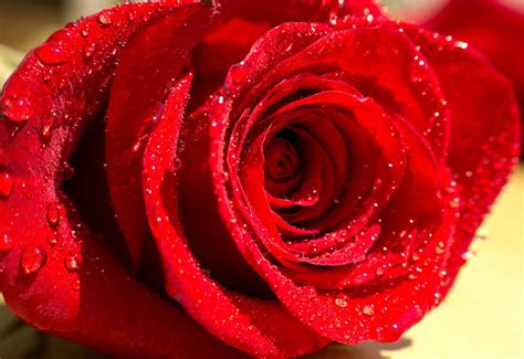 Một Bông Hoa Hồng đẹp Nhất Tổng Hợp Hình ảnh Hoa Hồng đỏ đẹp Nhất