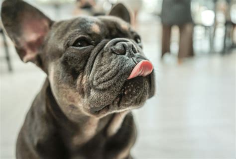 These are blue brindle and chocolate brindle coat colors. French Bulldog Colors - All Frenchie Colors Explained ...