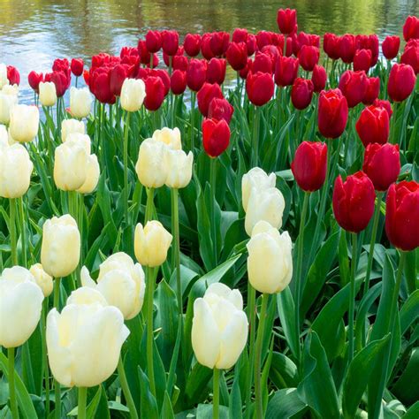 Red And White Love Tulip Duet Brecks