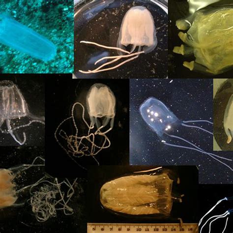 Pdf Australian Carybdeid Jellyfish Causing Irukandji Syndrome