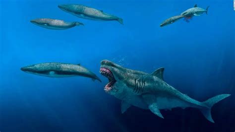 Megalodón Así Fue El Tiburón Gigante Prehistórico National
