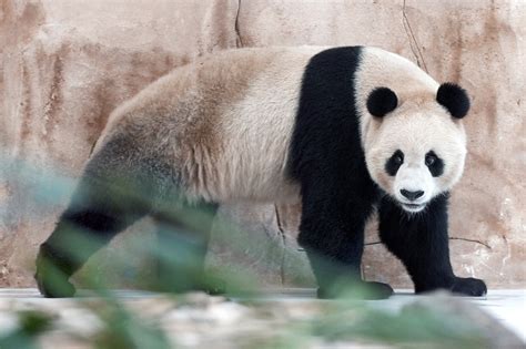 China Brings ‘panda Diplomacy To Middle East With T To Qatar