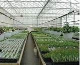 Growing Marijuana In A Greenhouse Photos