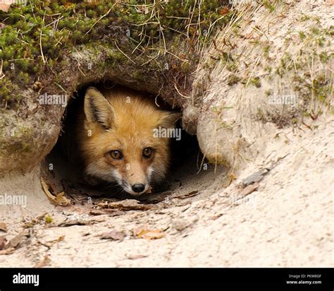 Red Fox In Her Den And Looking Out Stock Photo Alamy