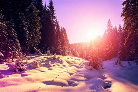 Majestic Winter Landscape Frosty Pine Tree Under Sunlight At Sunset