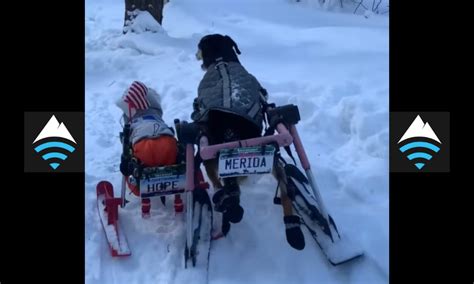 Woman Walks Her 5 Handicap Dogs Using ‘snow Wheelchairs Unofficial